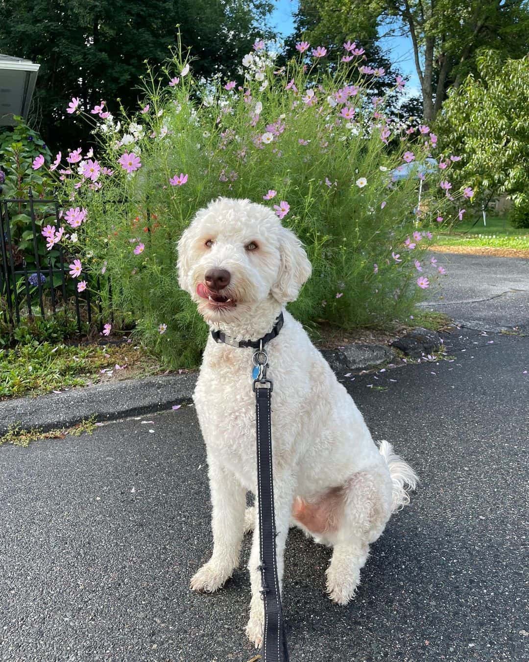 f1b aussiedoodle on a leash