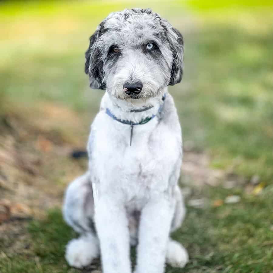 f1b aussiedoodle