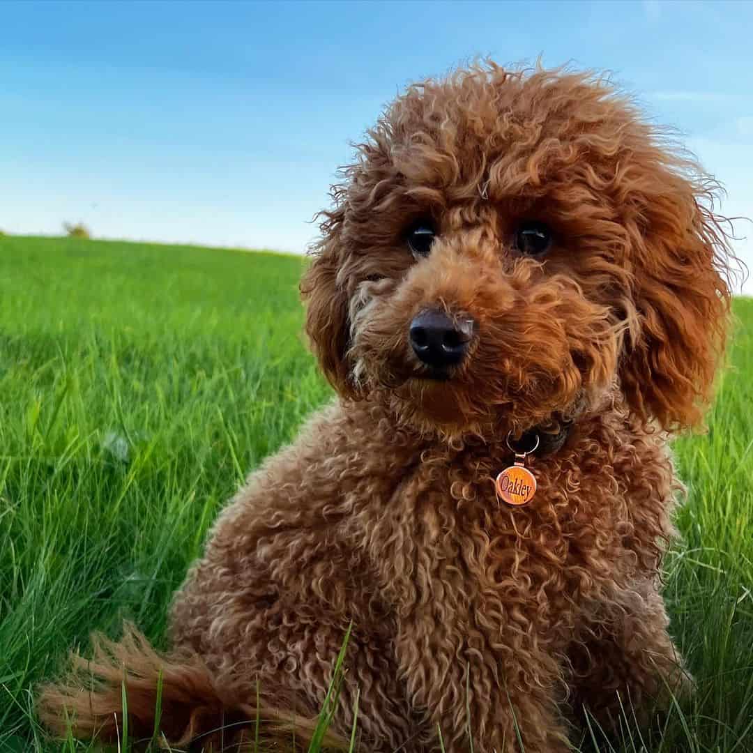 F1b Cockapoos sitting in the grass