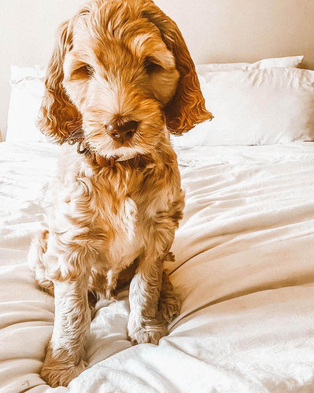 f1b labradoodle in bed