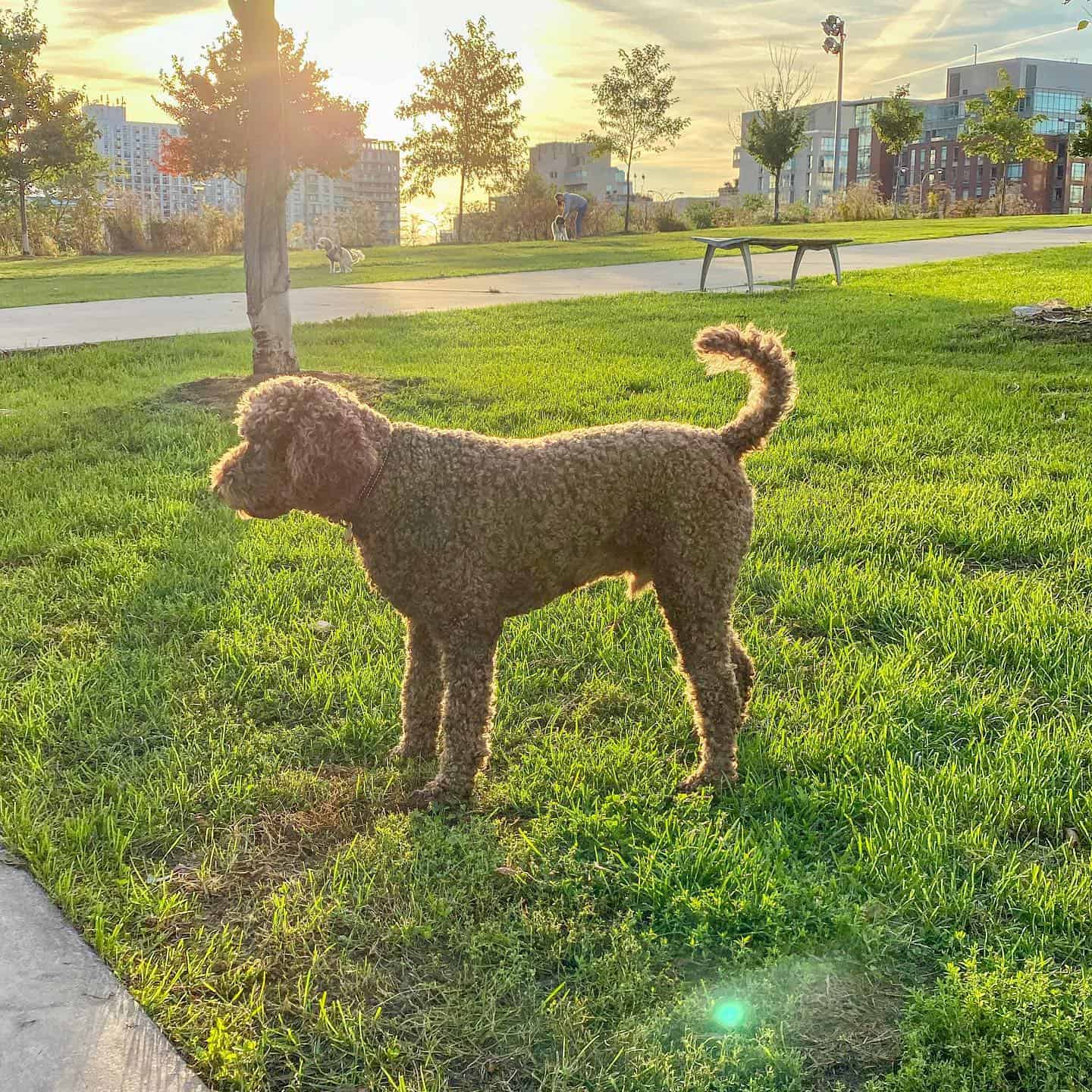 f1b labradoodle in park