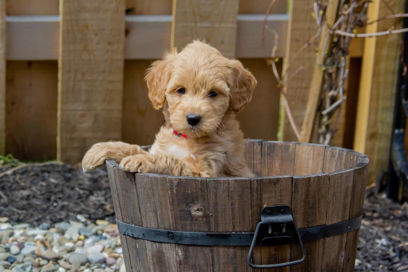 F1b Mini Goldendoodle