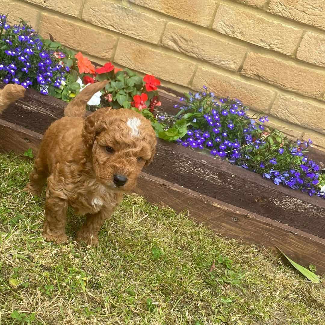 F1bb Cockapoo