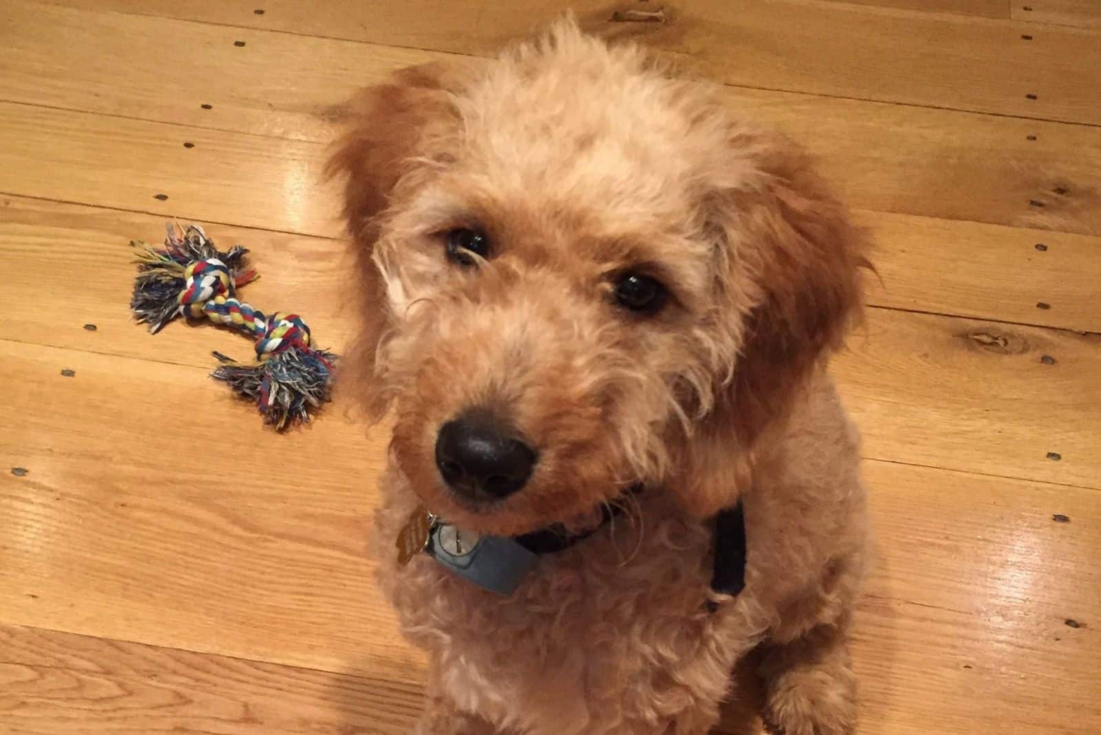 F2 Goldendoodle is sitting on the floor