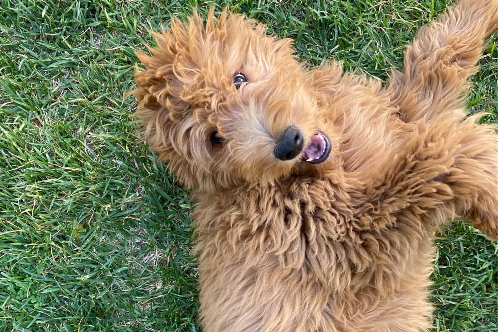 F2B Goldendoodle lies and looks in front of him