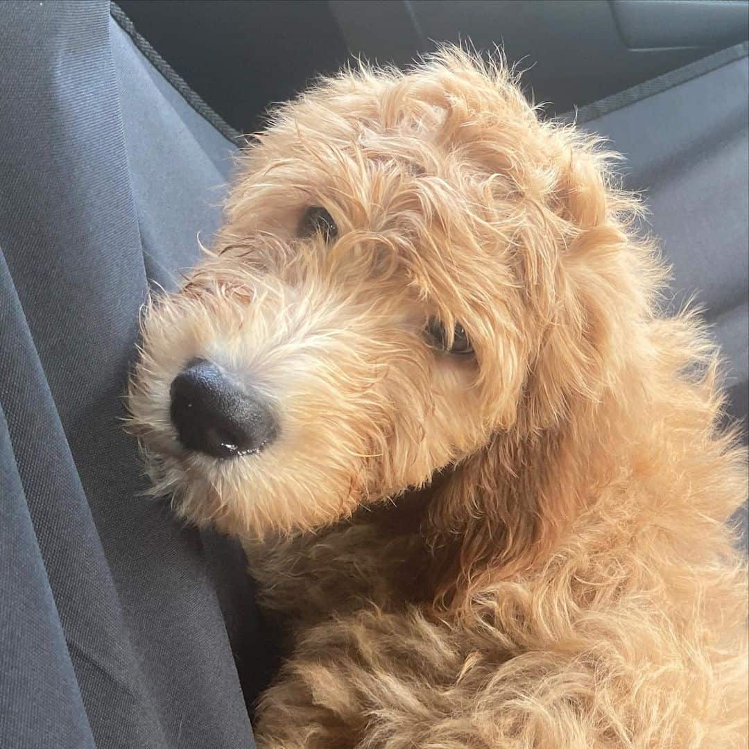 F3 Goldendoodle dog