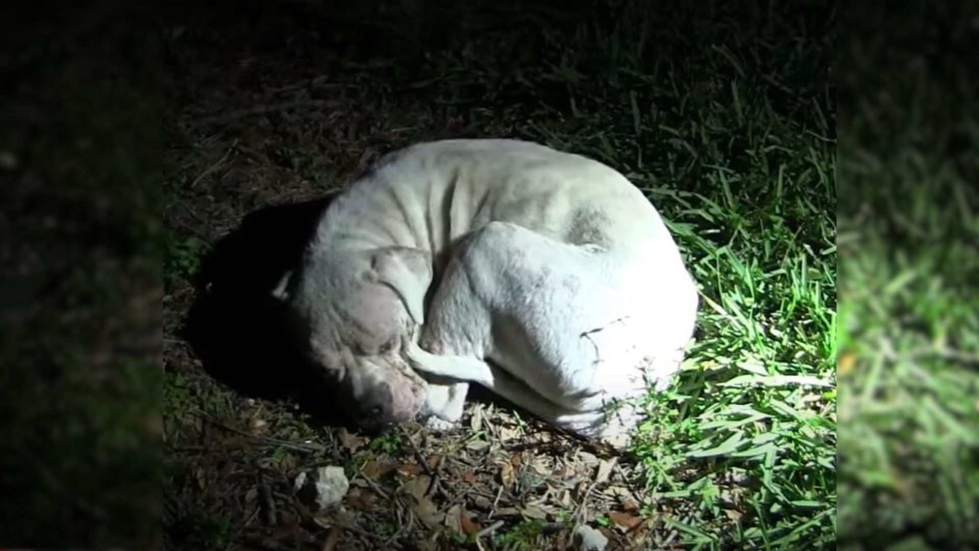 Dog Dumped In A Deserted Area Gets Lucky When Rescuers Notice Him And Come To Help