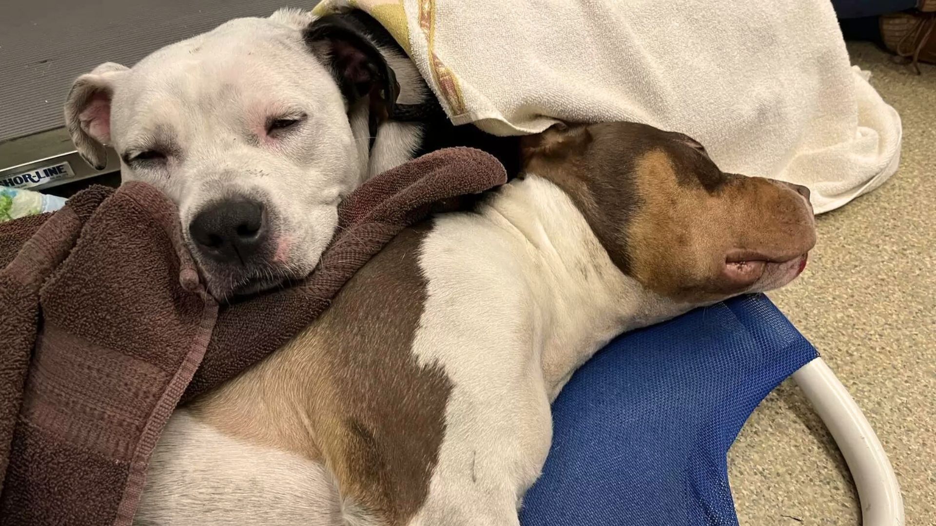 Loyal Dog Sticks To His Best Bud In The World To The Very End