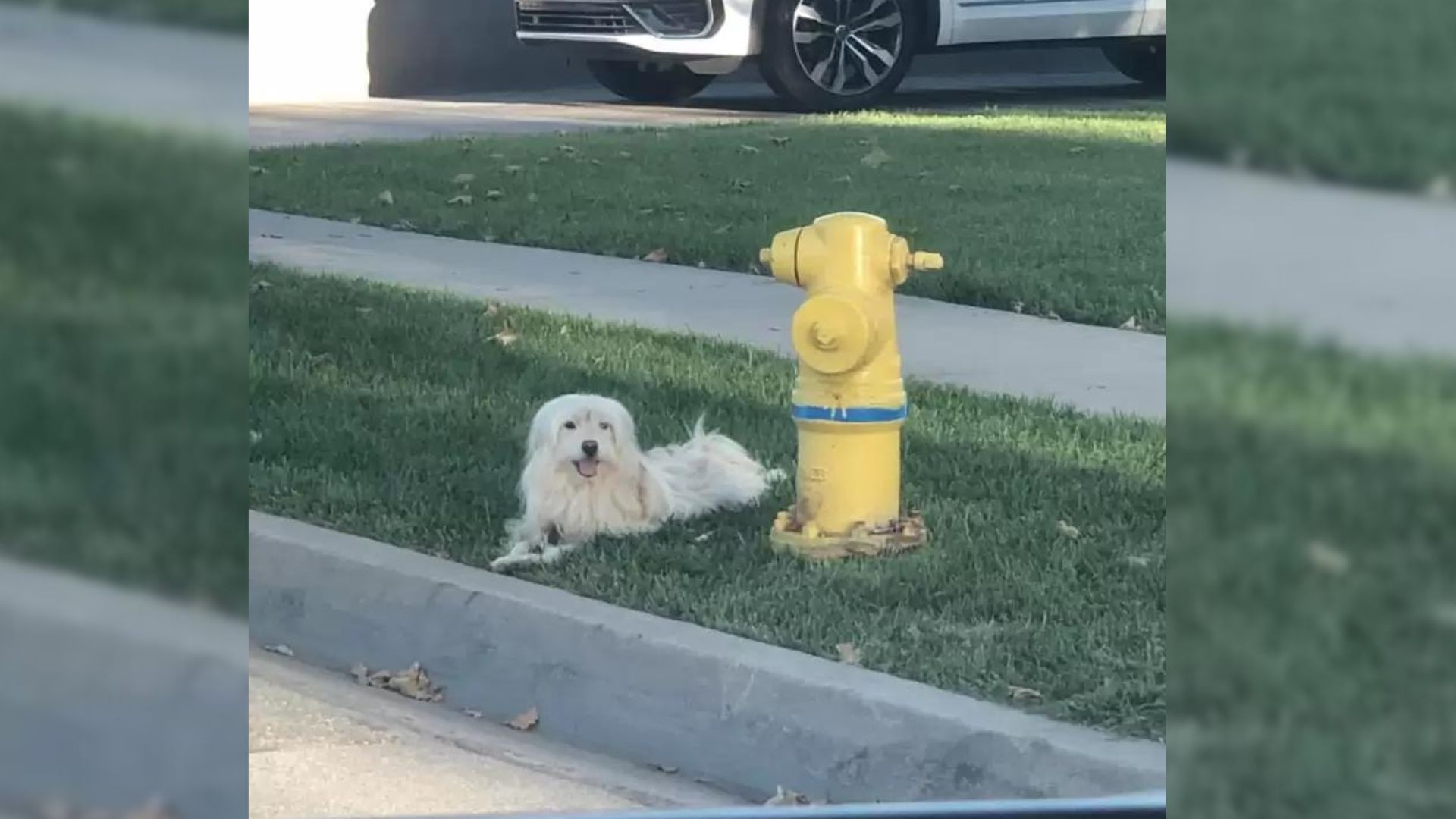 Heartbroken Dog Refuses To Leave The Fire Hydrant Where His Owner Abandoned Him