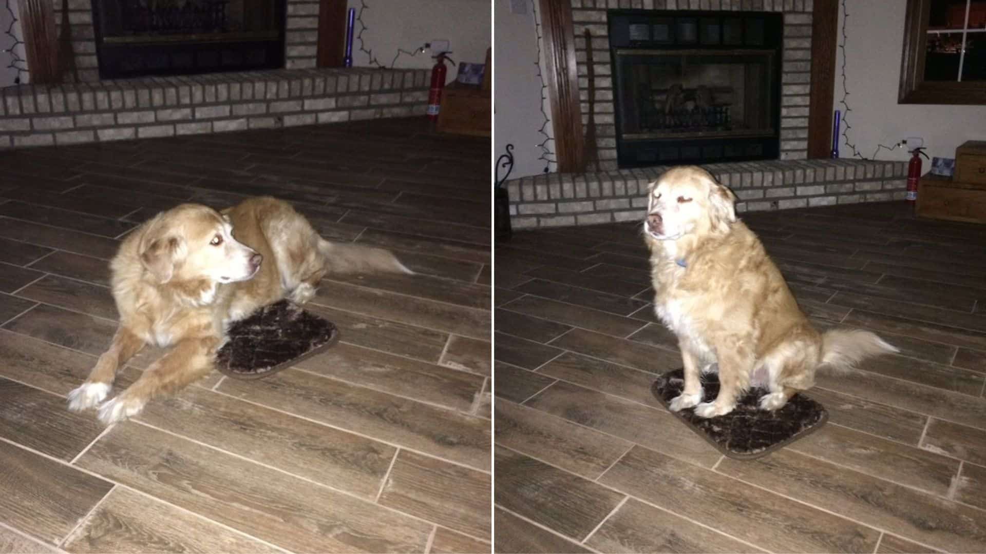 Watch This Golden Retriever’s Cute Reaction After Receiving A Small Dog Bed