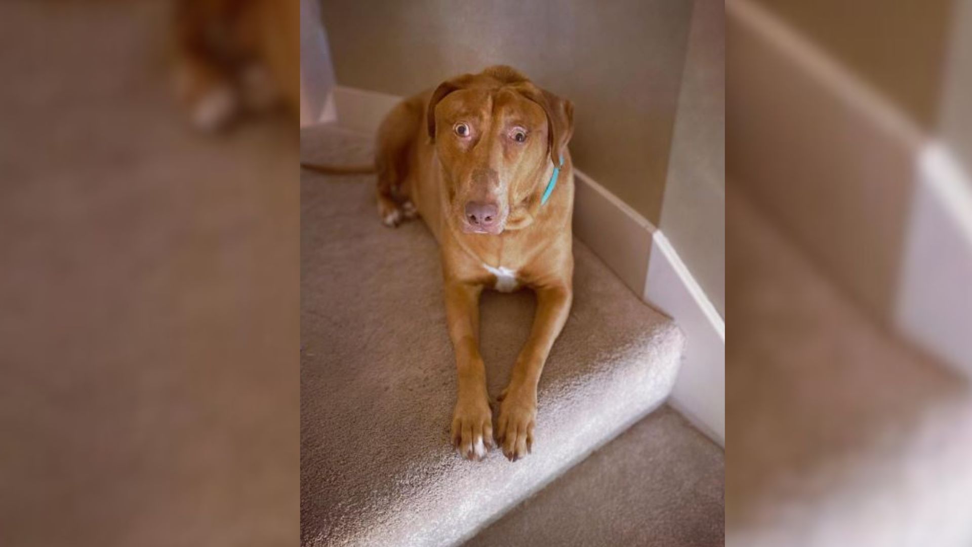 Family Adopts A Shelter Dog, But Quickly Notices Something ‘Shocking’ About Her