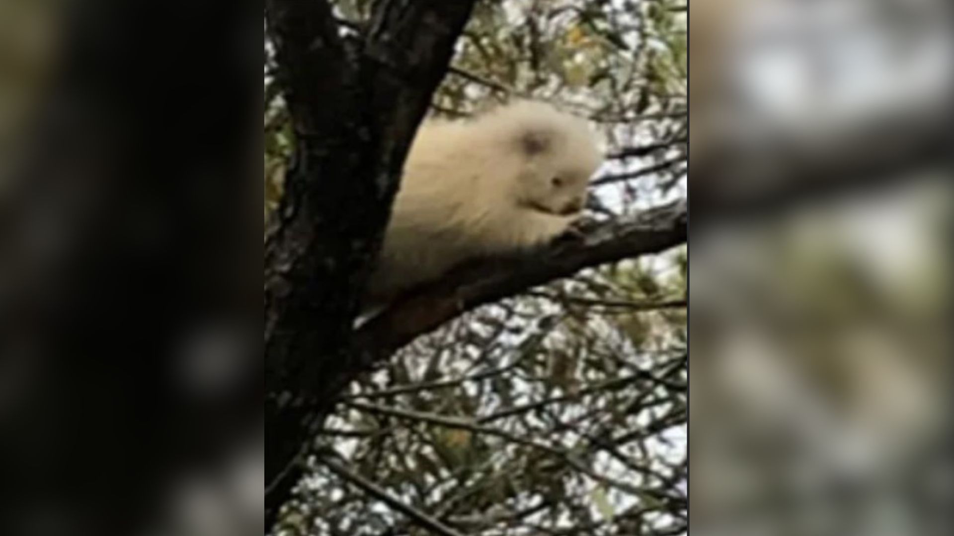 Family Noticed Something Strange Moving In The Tree And Were Surprised To Learn What It Was