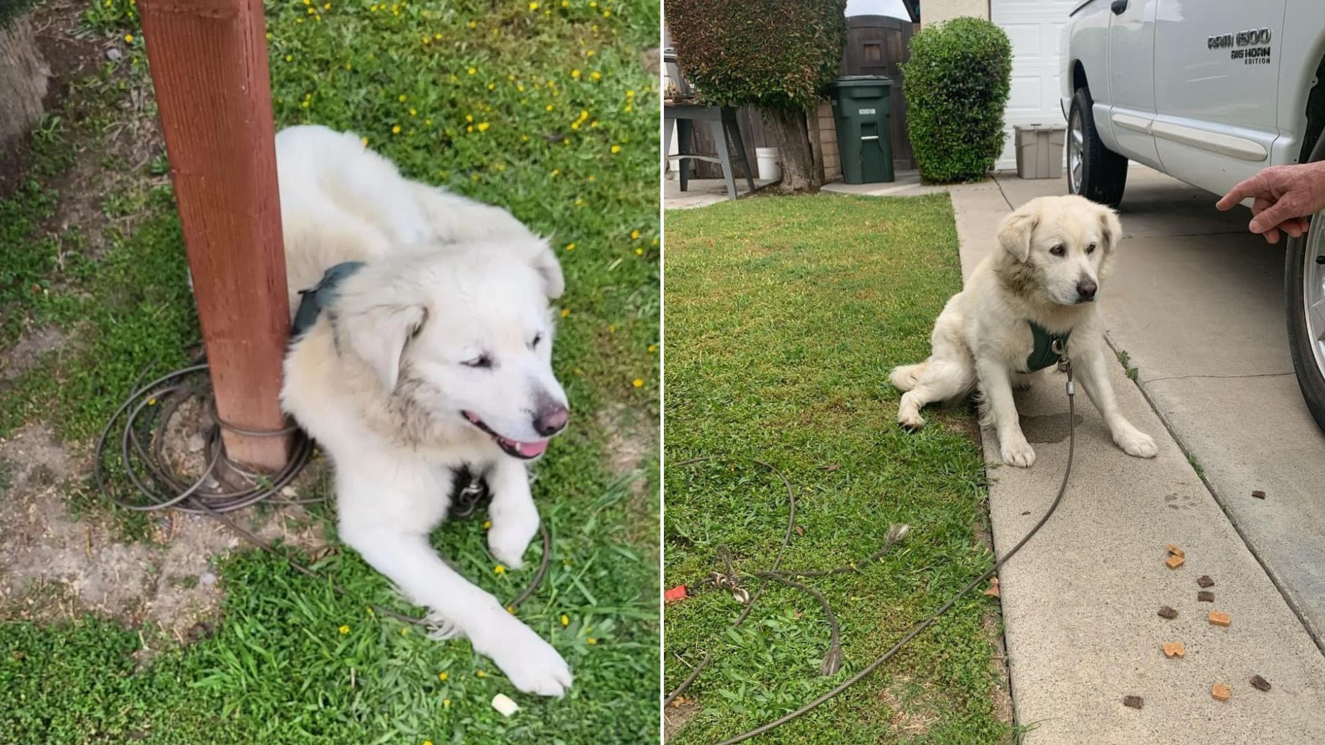 This Family Was Shocked When They Discovered A Furry Animal Tied Up To Their Mailbox