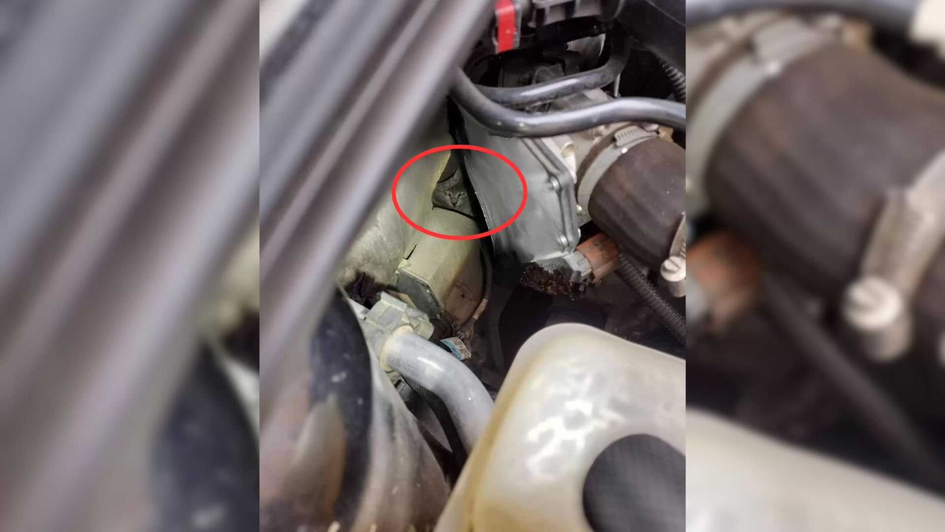 Family Heard Strange Noise Coming From Car Engine Soon Realized That They Were Little Cries