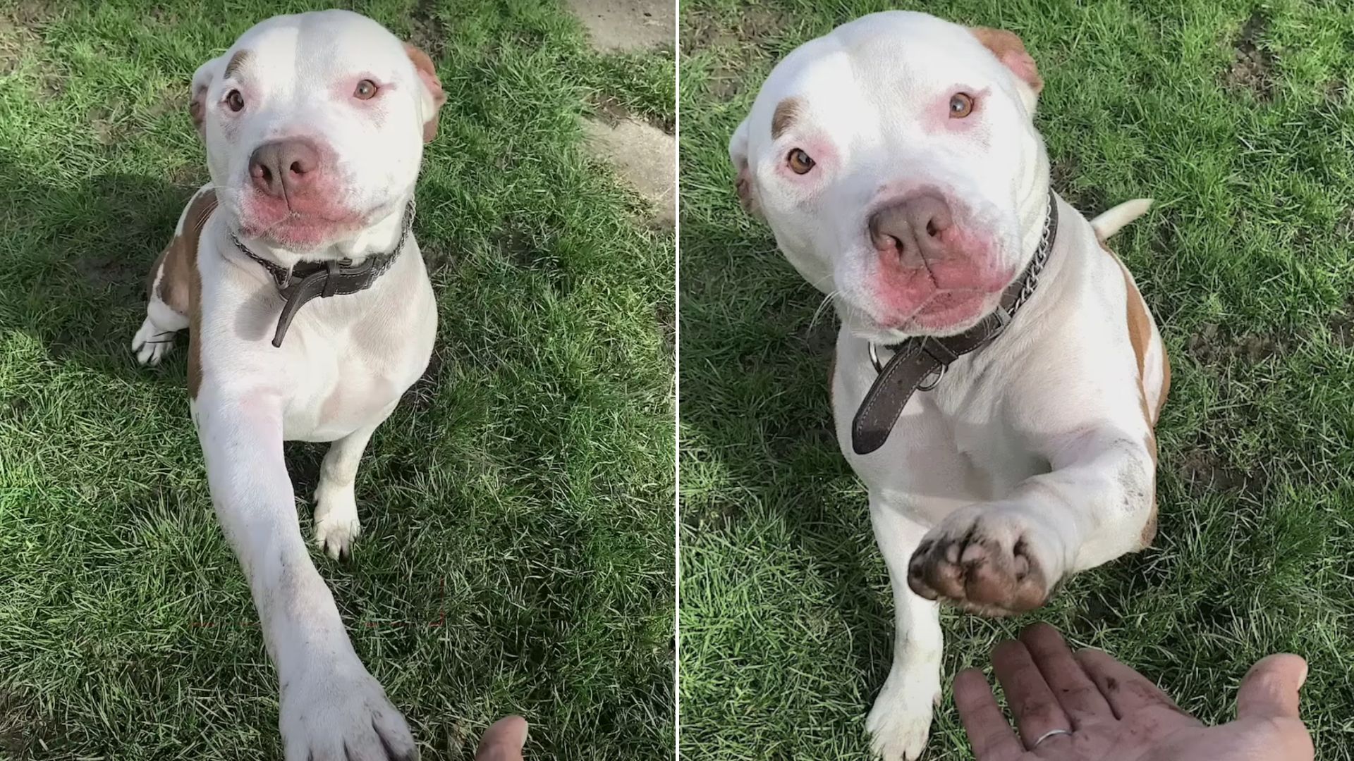 Dog Living On The Street Gets A Second Chance After Being Abandoned By His Owners