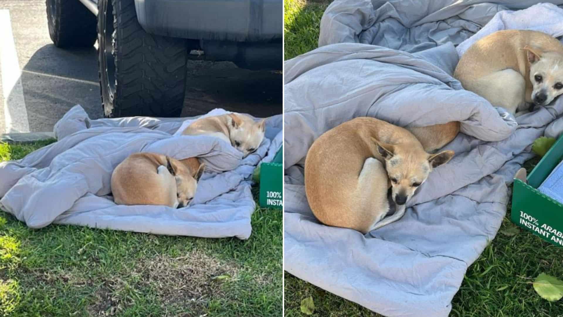 Rescuers Were Heartbroken To Find 3 Dogs Lying On An Old Blanket And Waiting For Help