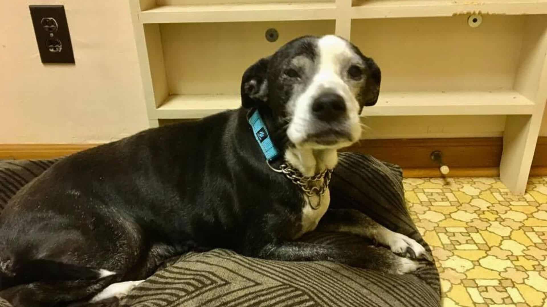 Family Surrendered Their Dog To Be Euthanized Because The Kids Didn’t Like Her Anymore