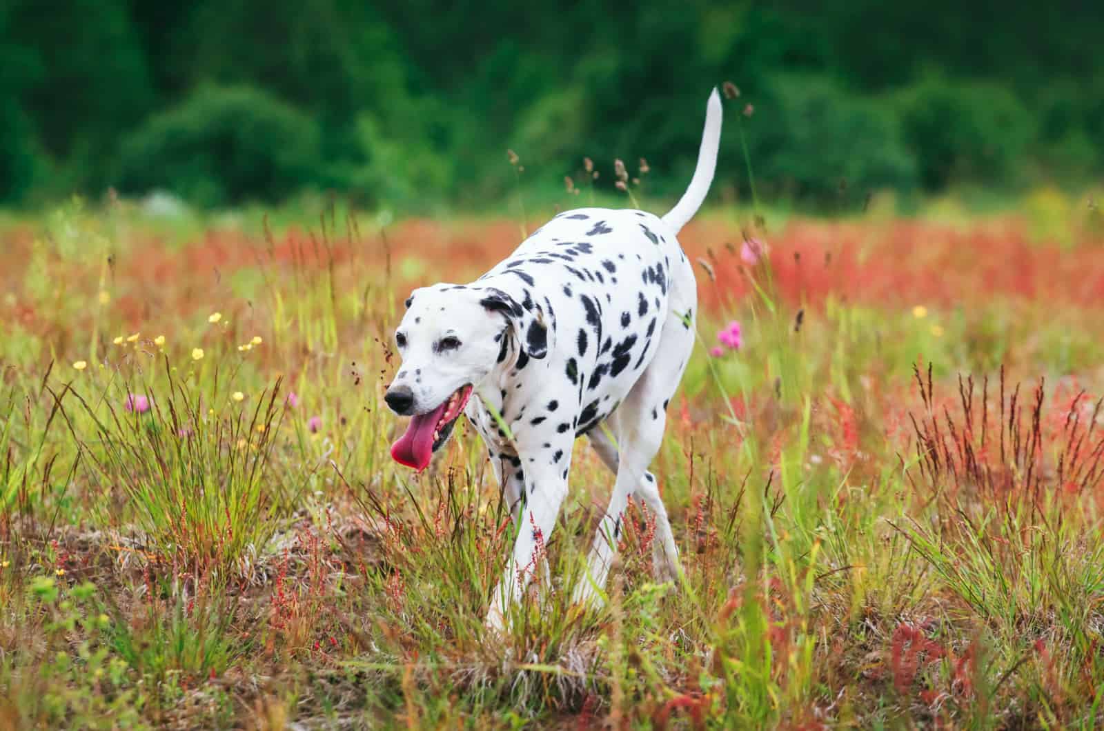 fat dalmatian walking