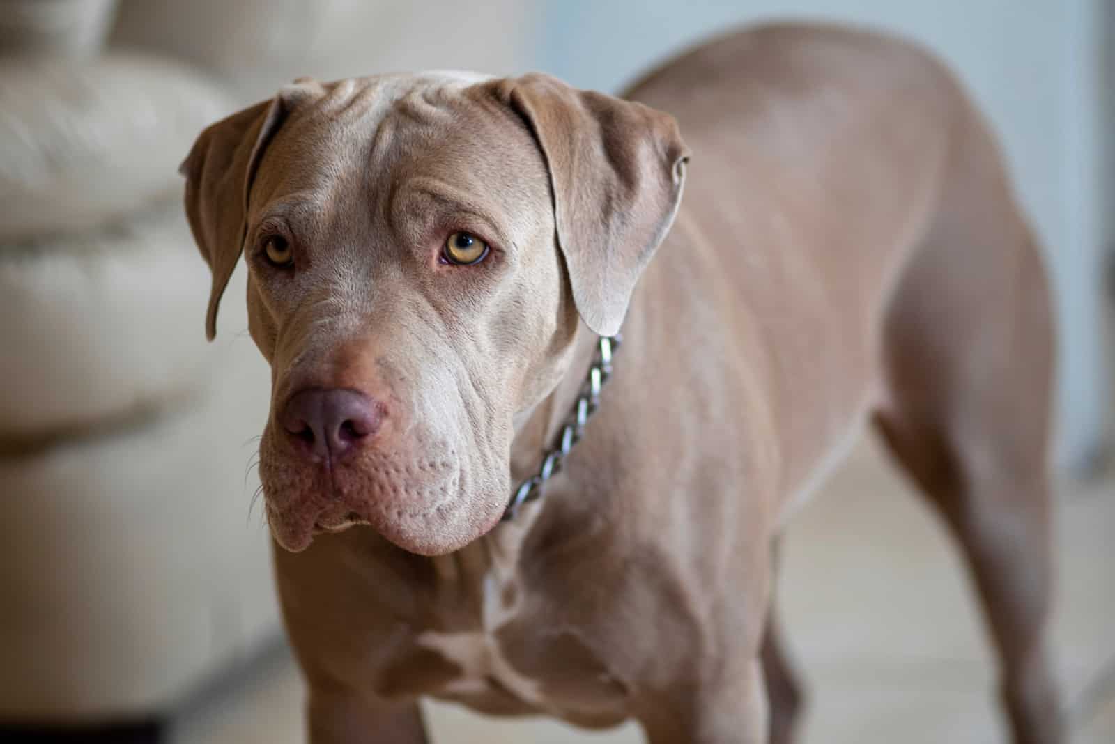 Fawn Blue Pitbull portrait