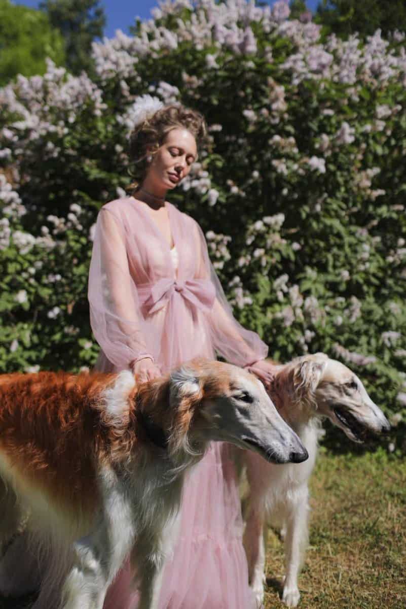 fawn borzoi