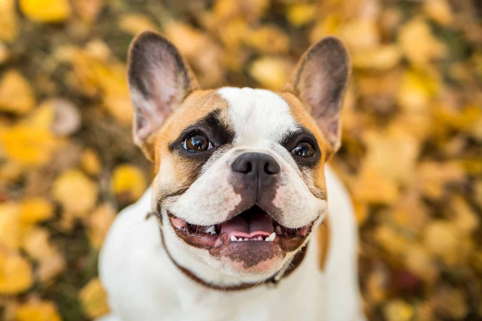 Fawn Brindle And White French Bulldog