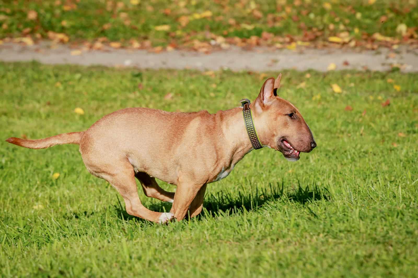 fawn bull terrier running