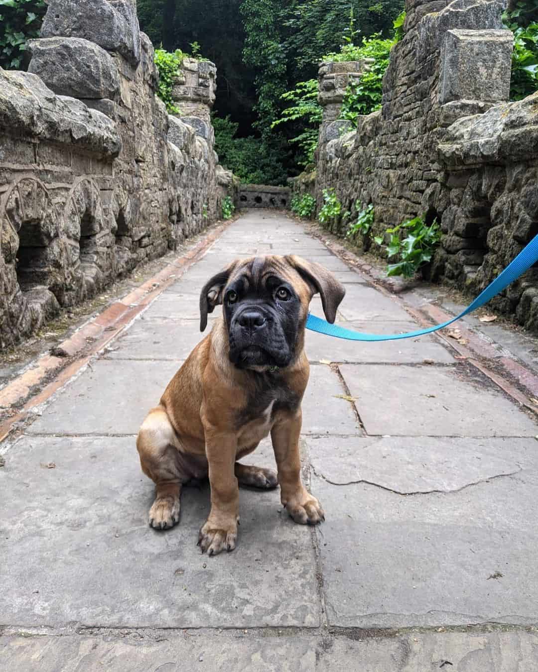 fawn cane corso