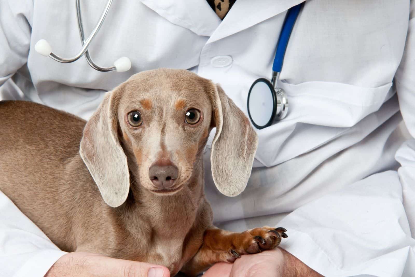 fawn dachshund dog in the hands of a veterinarian