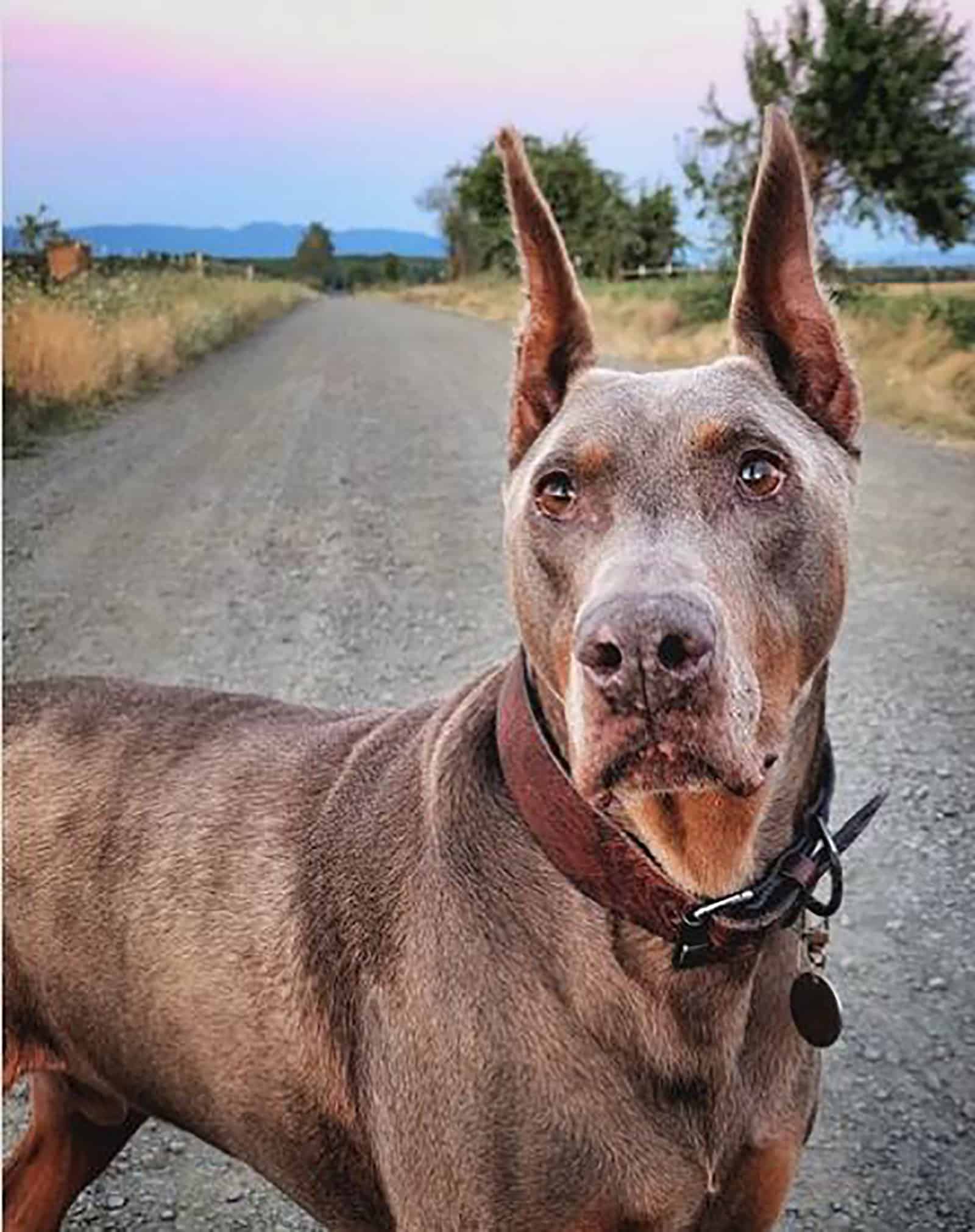 fawn doberman standing on the road during sunset