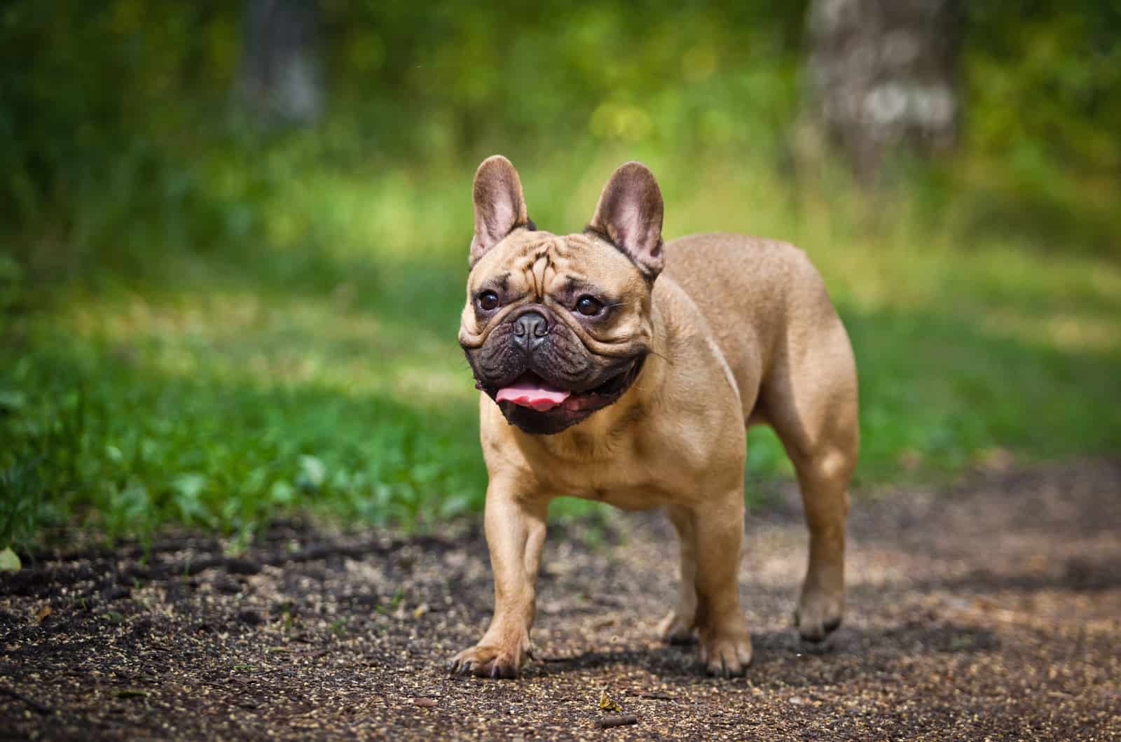 Fawn French Bulldog