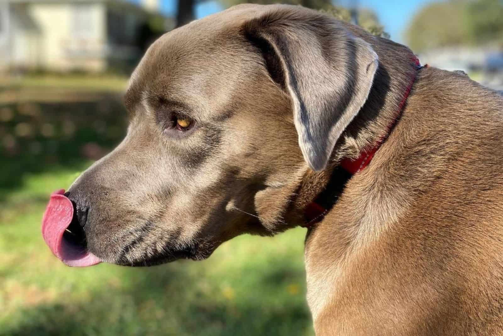 fawn labrador corso with tongue out