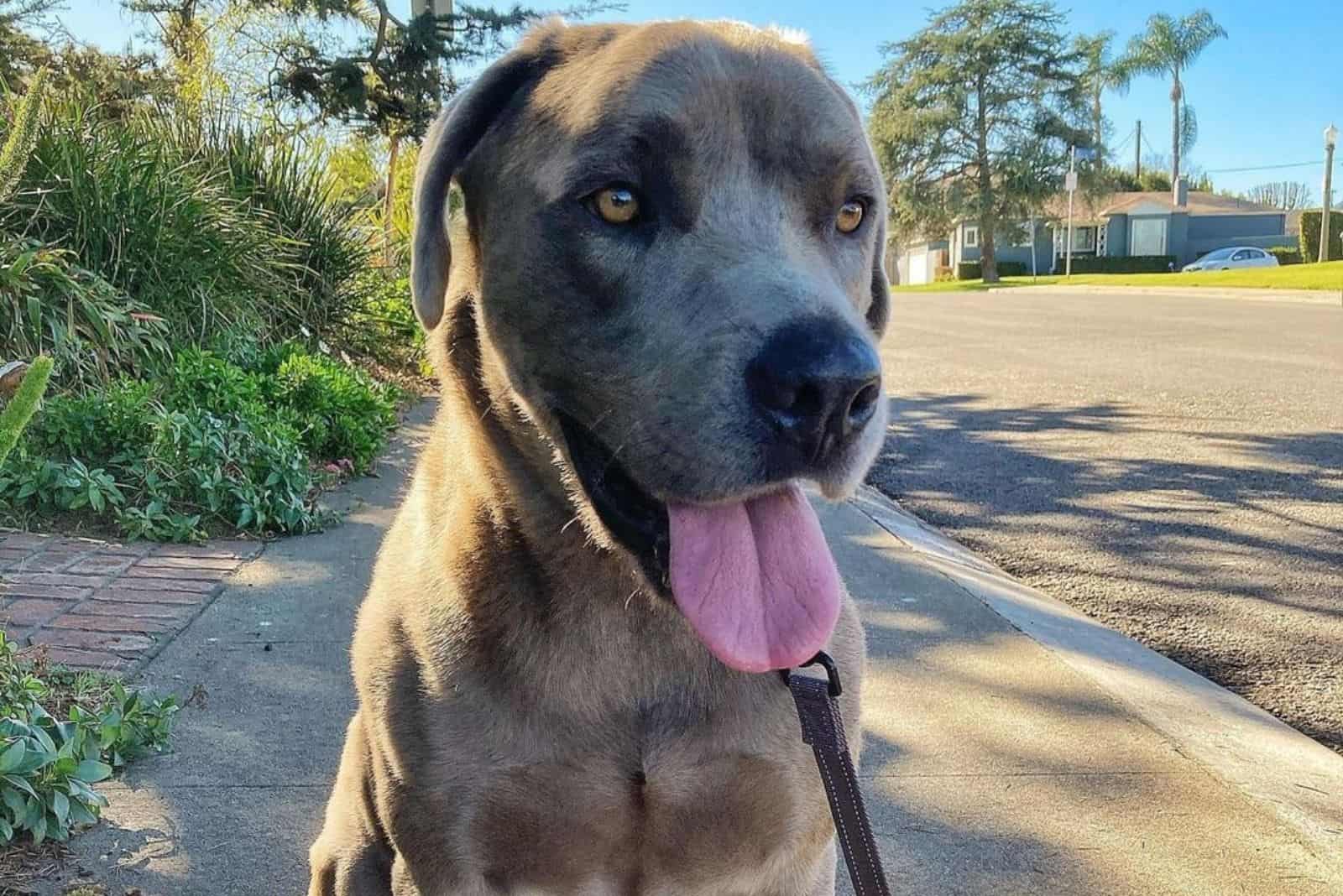 fawn labrador corso