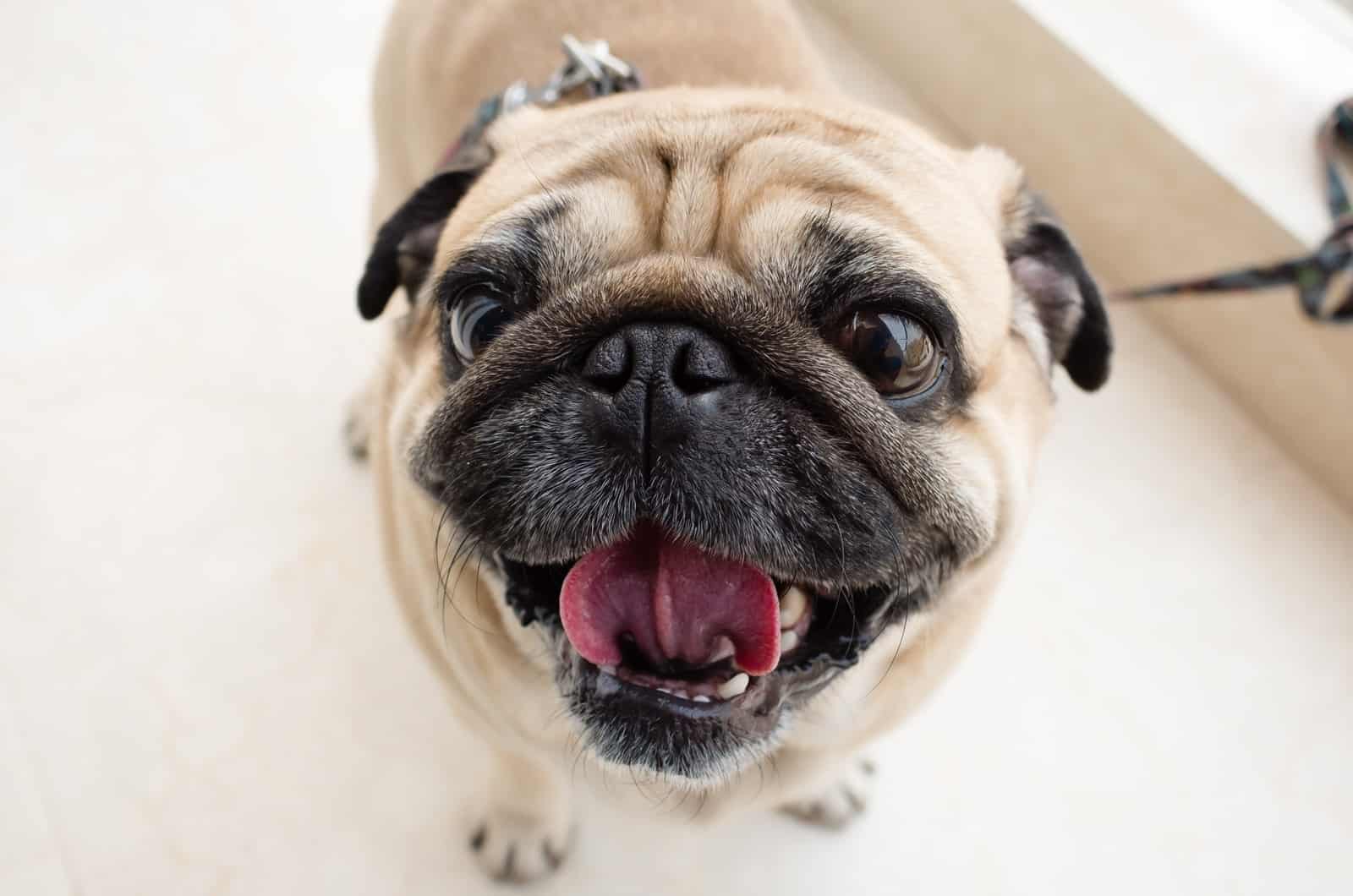 fawn pug close-up