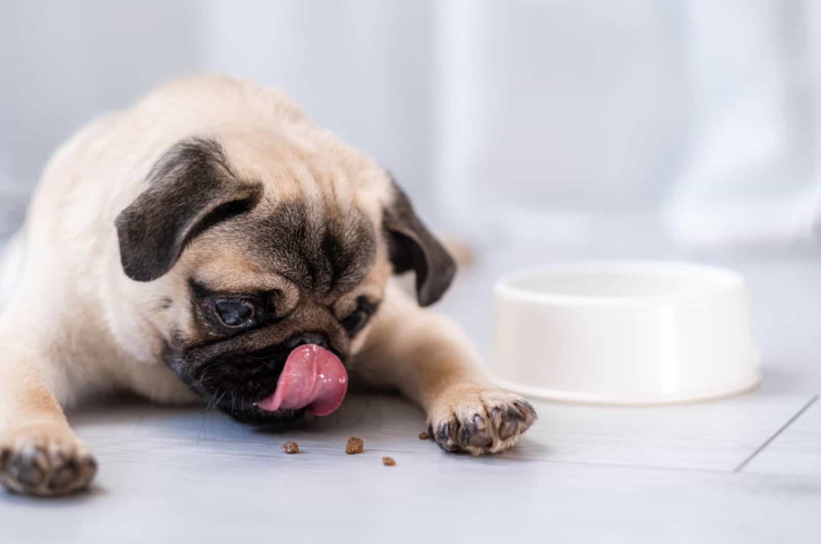 fawn pug eating dried food