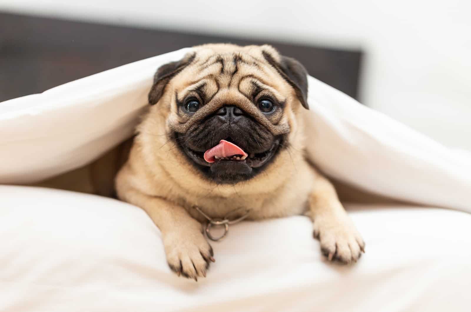 fawn pug under a blanket