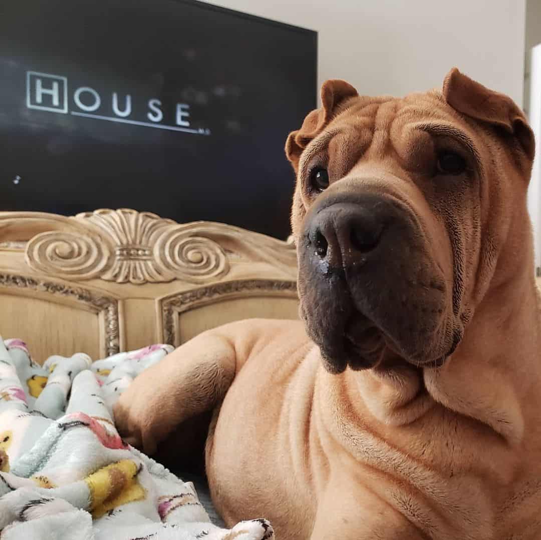 Fawn Shar-Pei dog lying on the bed