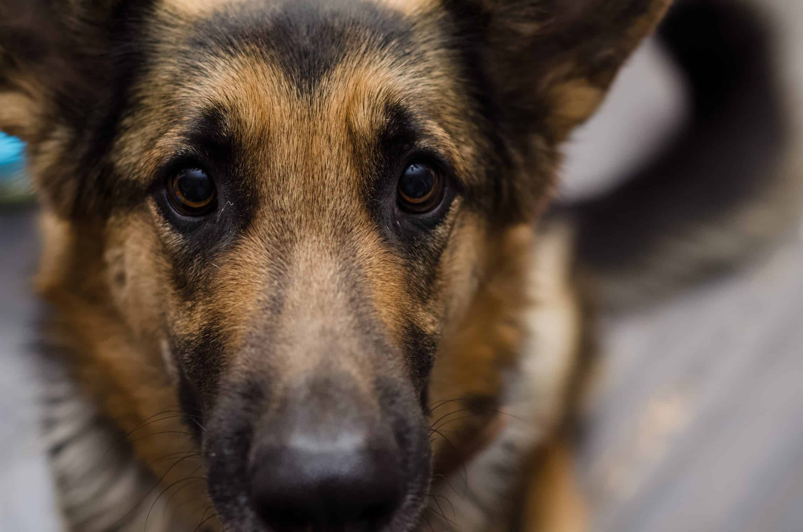 fearful german shepherd