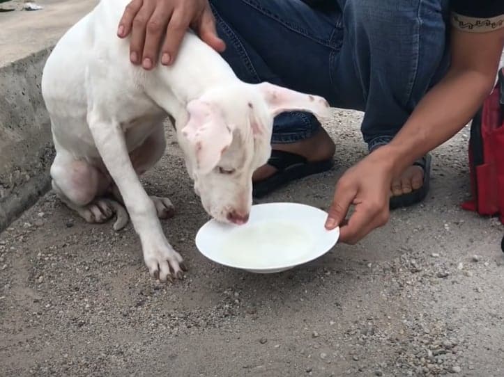 feeding a dog saved from the bridge