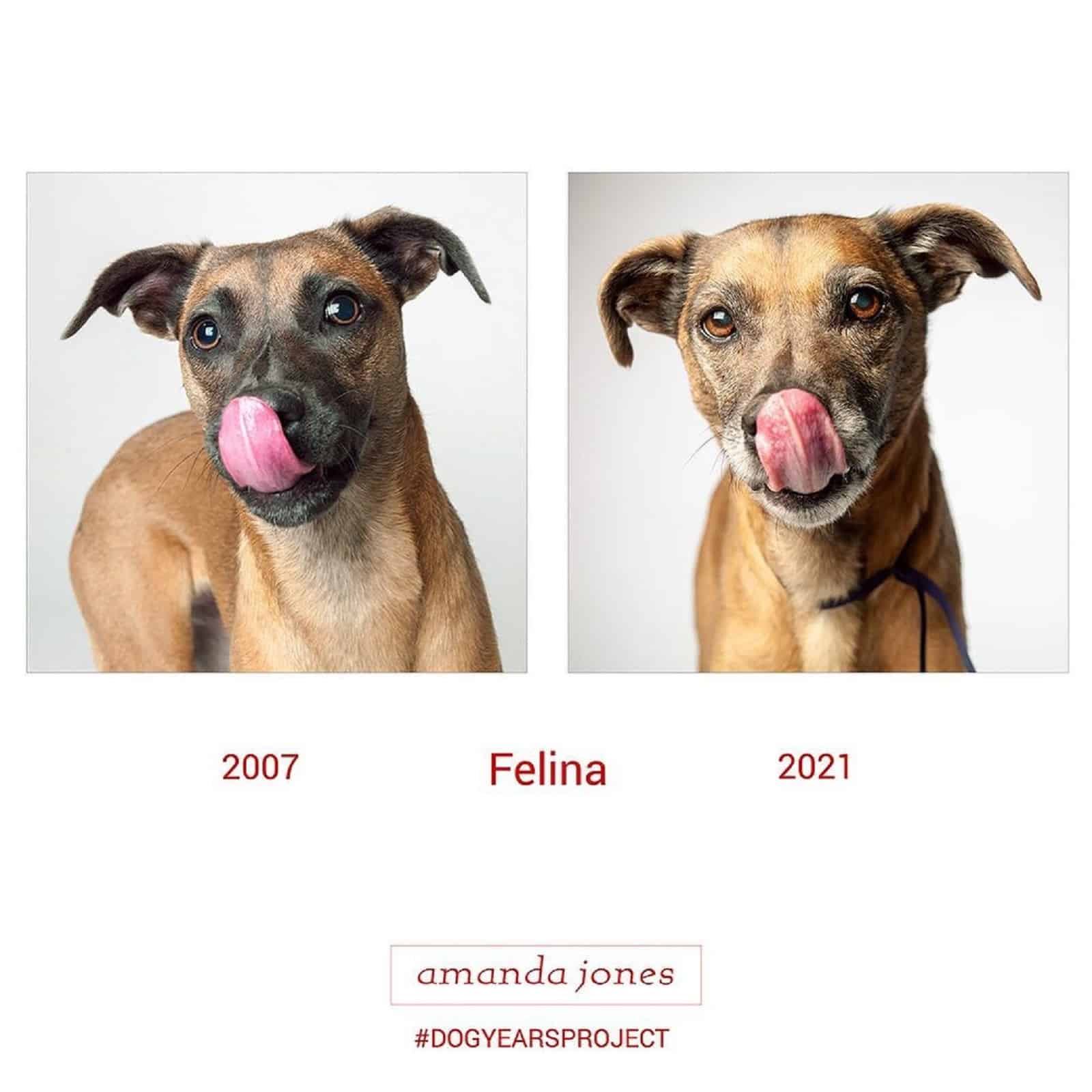 felina dog  through years