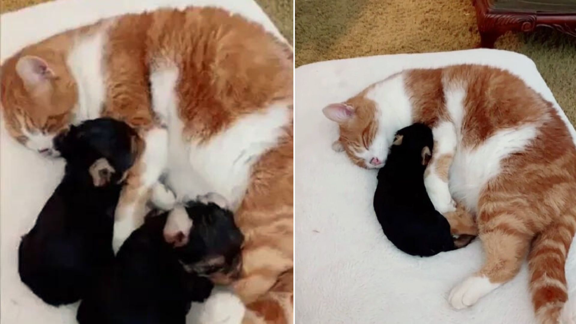 Feline Fellow Believes The Puppies Are His Babies And Strives To Be The Best Parent