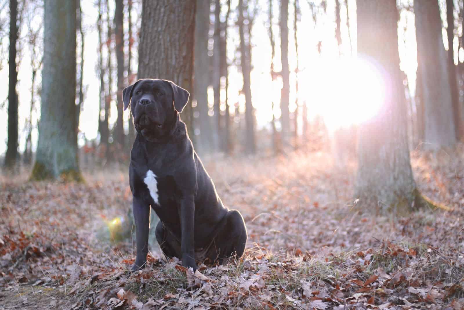 female cane corso sitting in the middle of the forest