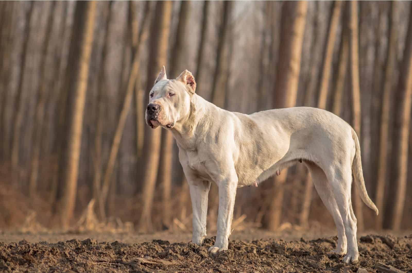 Female Dogo Argentino in wood