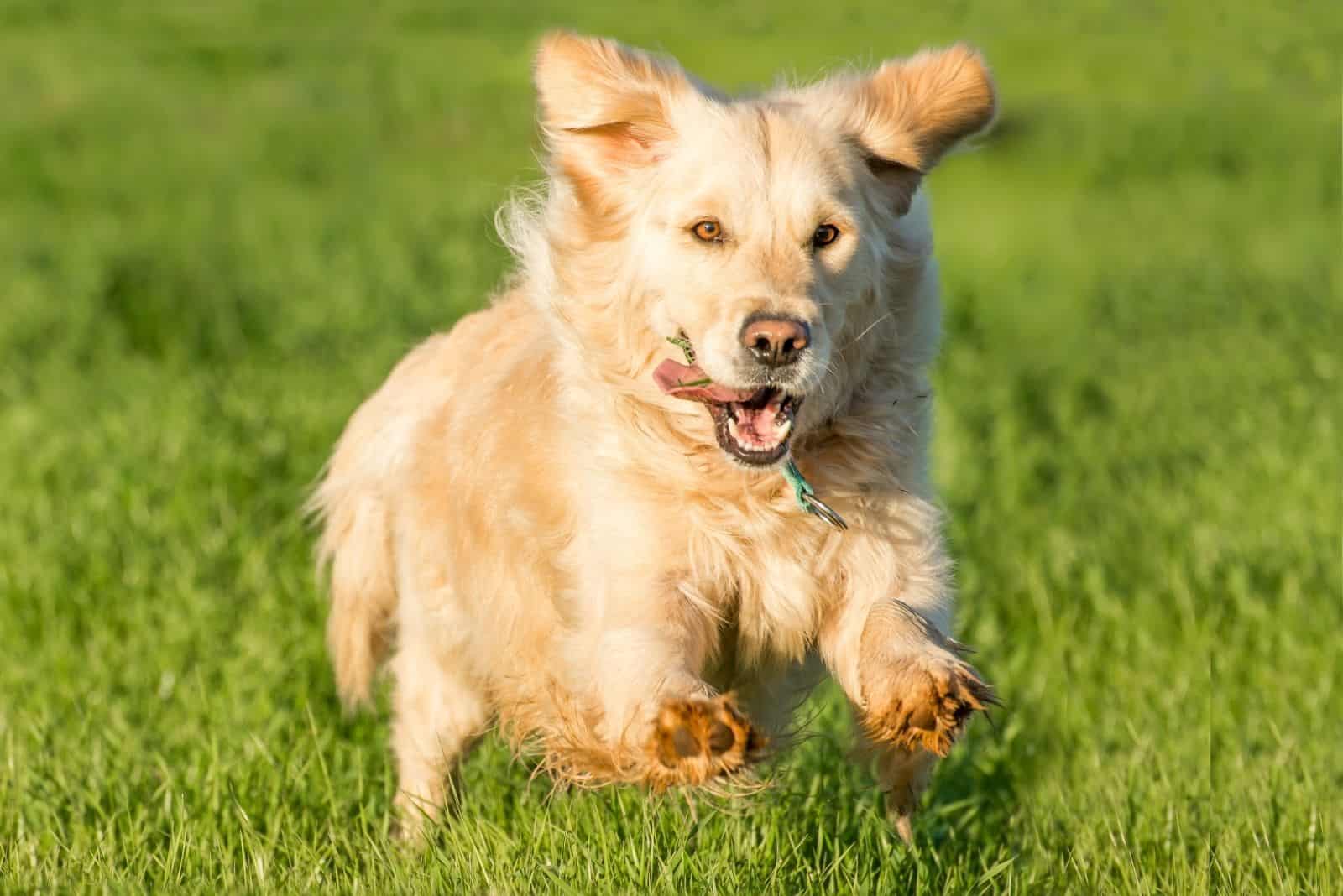 female golden retriever mix corgi running on the field