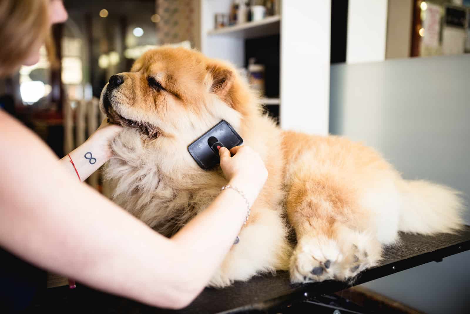 Female groomer brushing chow chow