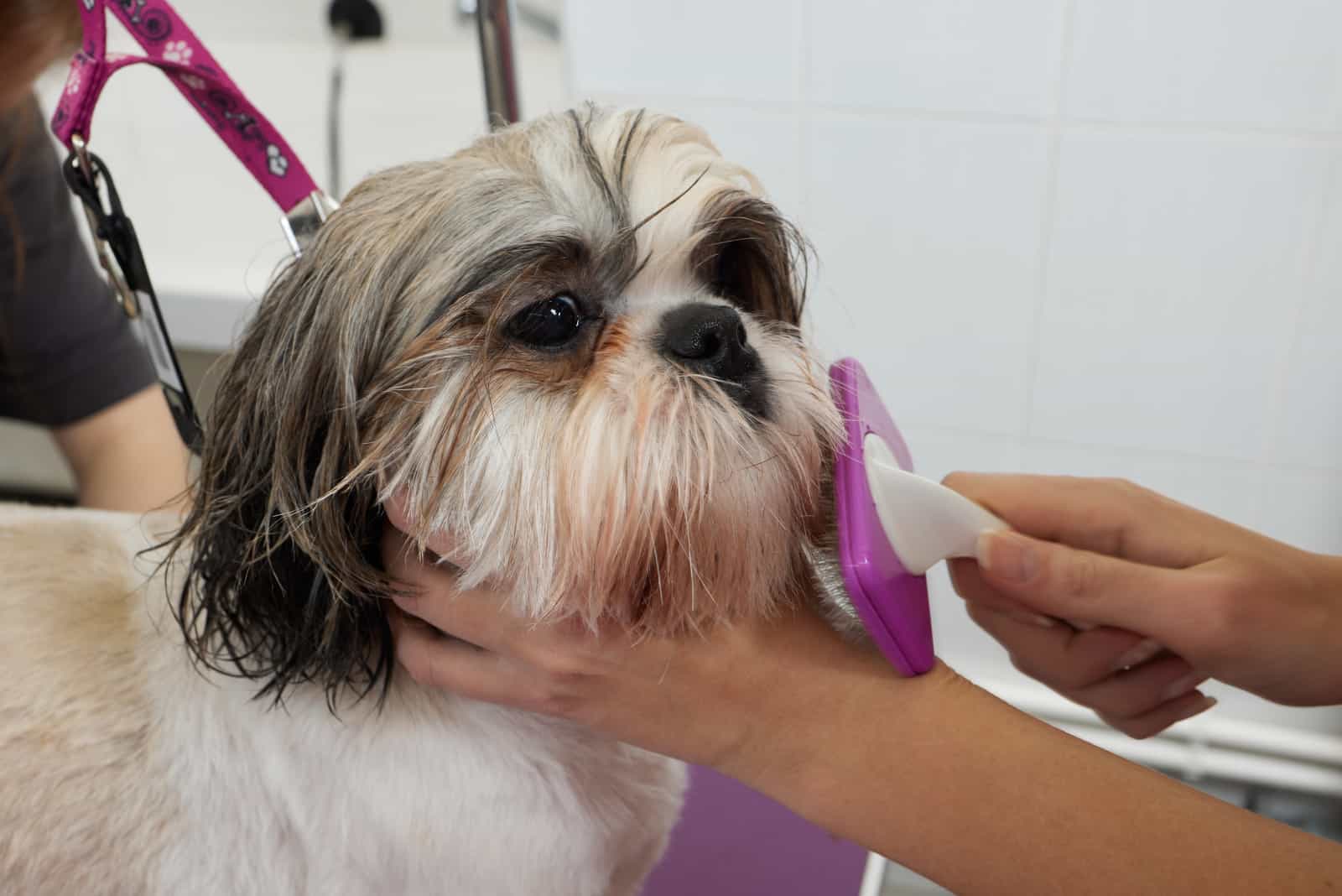 Female groomer brushing Shih Tzu at grooming salon