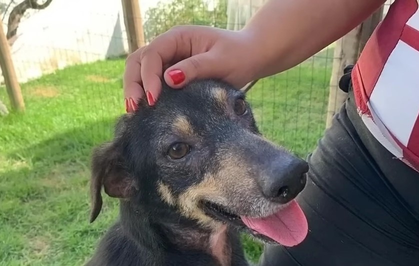 female hand petting the dog