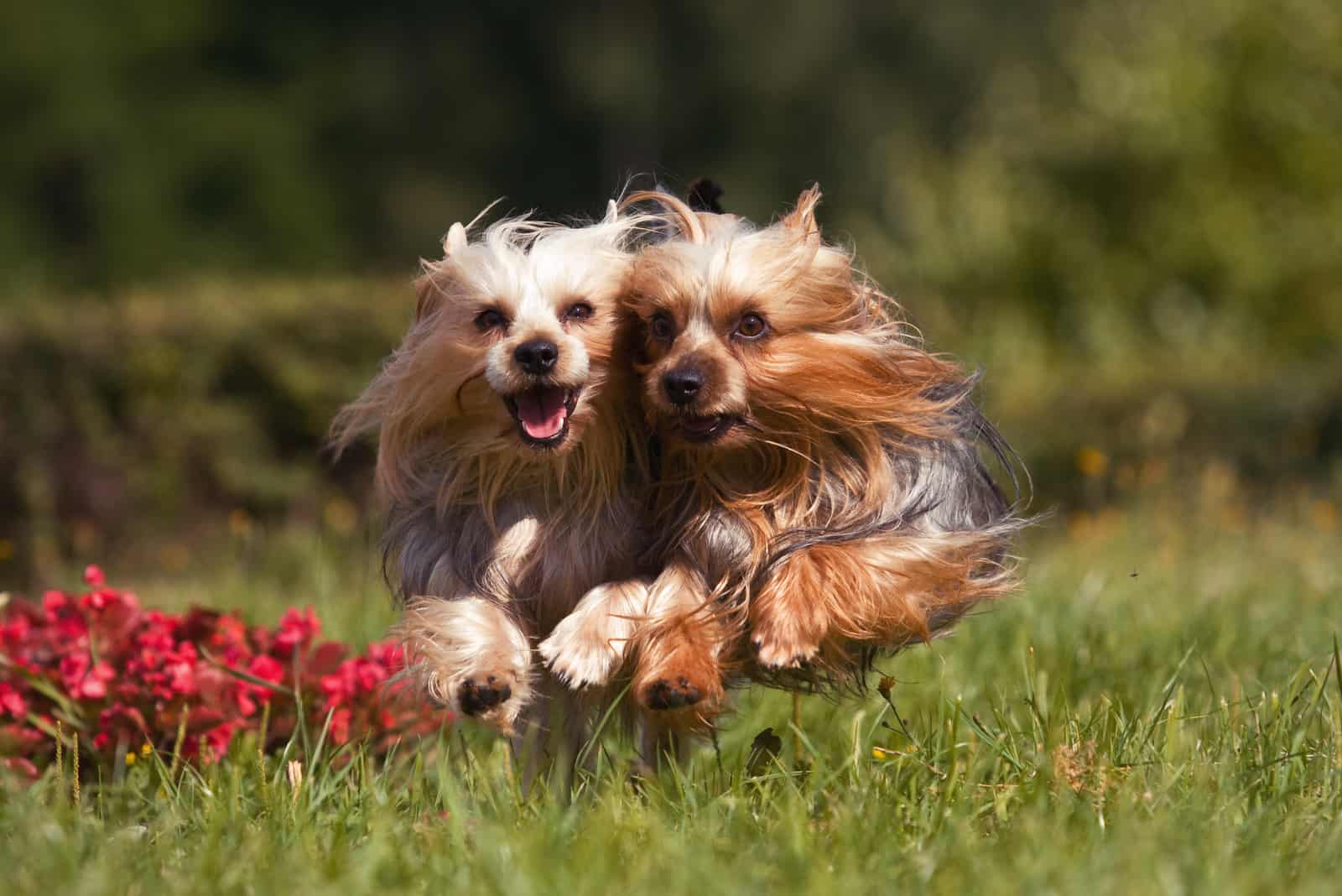 Female Yorkie Vs. Male Yorkie: Which Is The Best To Own?