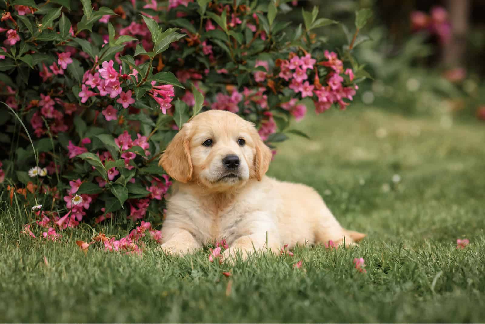 Field Golden Retriever puppy sitting on grass