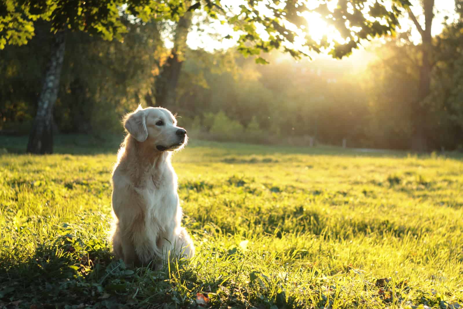 Field Golden Retriever sitting on grass looking away