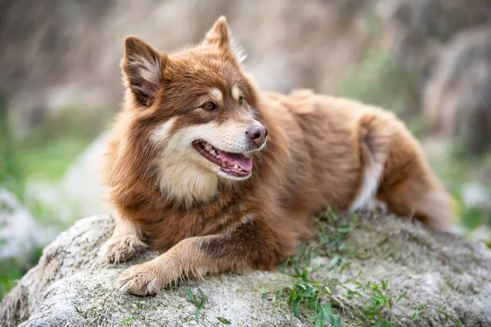 finnish spitz lying on the rock